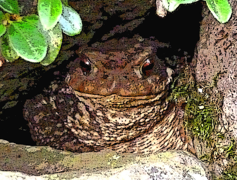 Jabba