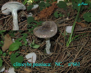 clitocybe_pausiaca_n_661