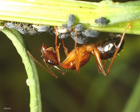 camponotus_pilicornis__puceron