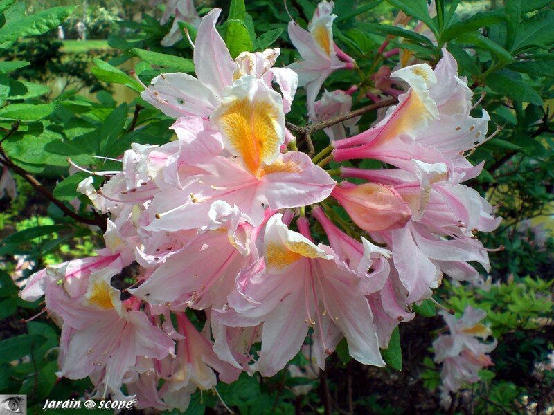 Rhododendron rose