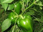 Poivrons_du_jardin_001