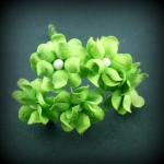 fleurs-de-guimauve-vert