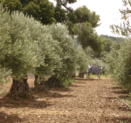 Oliviers et charrette bleue