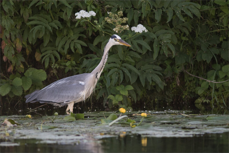 Ville heron 3 200618 ym 4 déco plantes