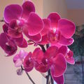 Les Orchidées : ma passion