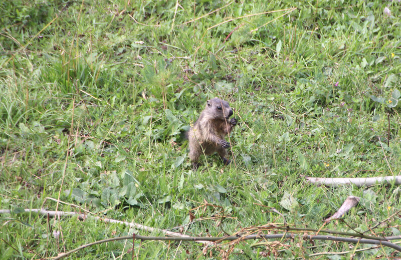 prapic_marmotte_debout
