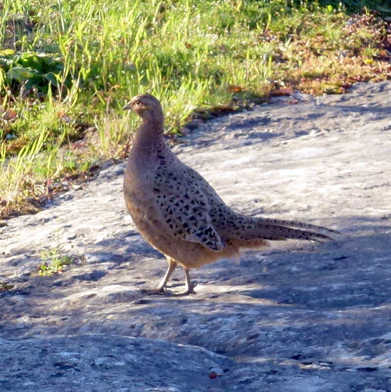 poule_faisanne