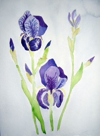 Iris