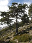 Pin_laricio__pinus_nigra_ssp_laricio__2_