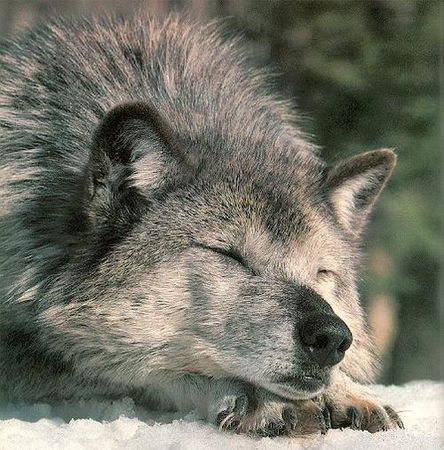 graywolf09sleeping_on_snow