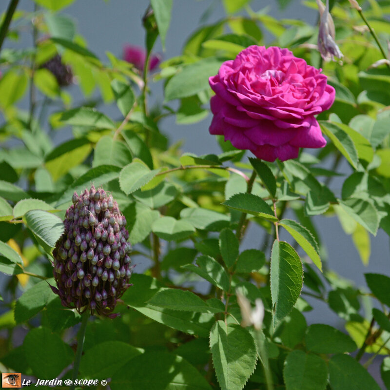 Allium-Sphaerocephalum-7