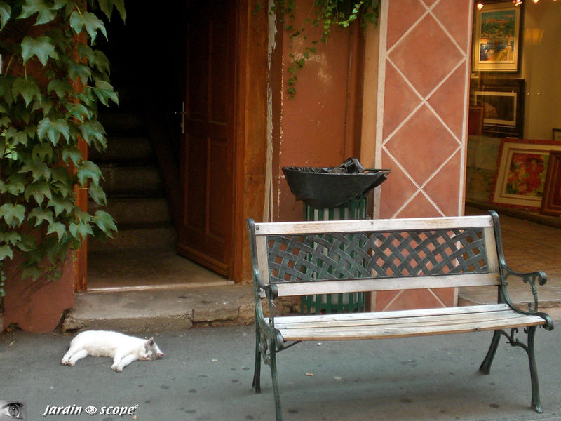 Chat se prélassant près d'un banc en Corse