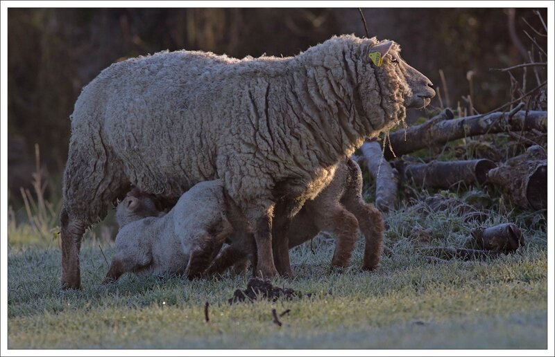 MPoit moutons brebis petits tetent matin 020314