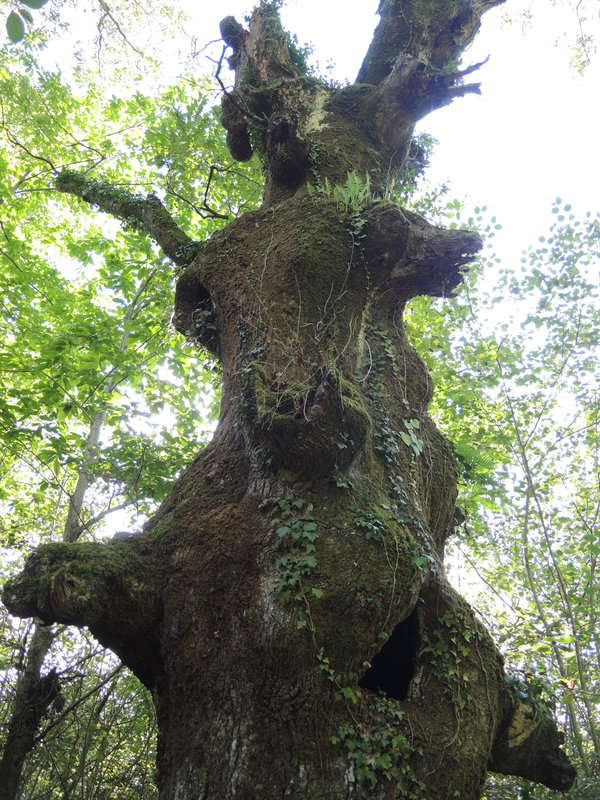 Ainhoa, arbre tronc