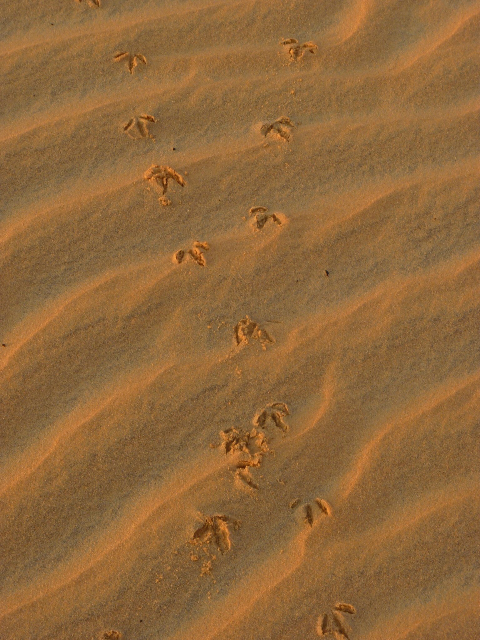 P1040908