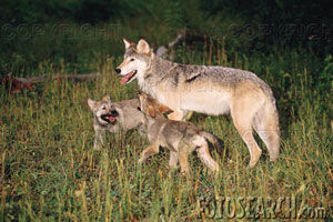 Famille_loup