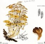 Grifola umbellata Beck 298 clos