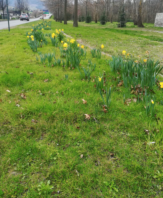 jonquilles, 1er mars 2020