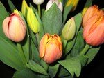 Tulipaner_1