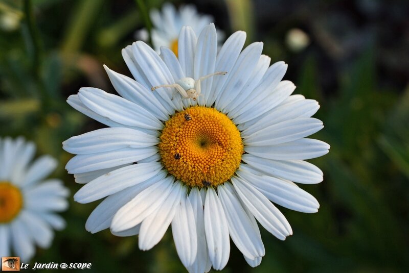 Marguerite commune • Leucanthemum vulgare 