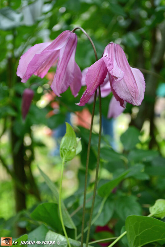Clematis-integrifolia-alionushka