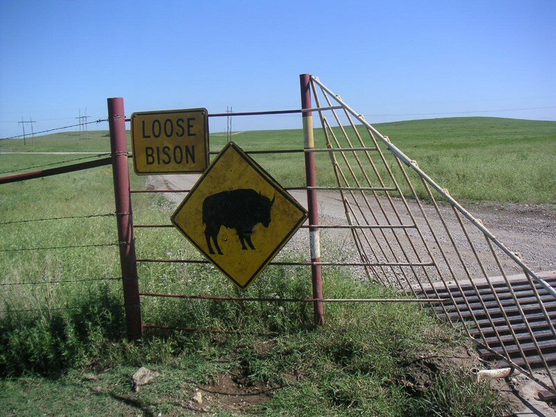 bison03