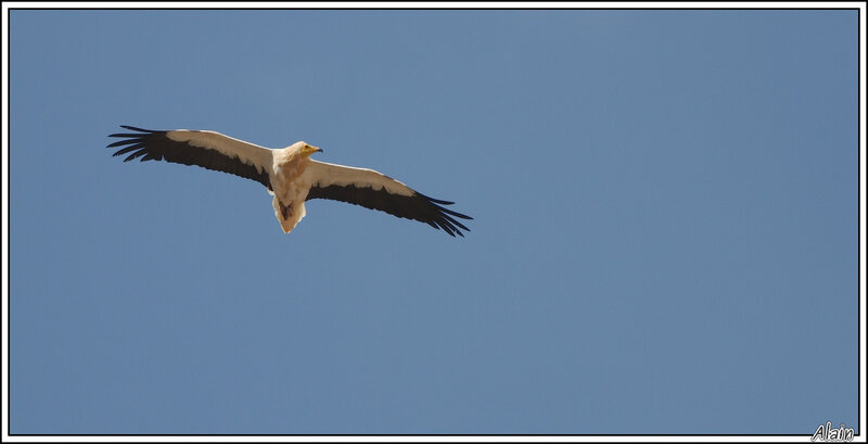 Vautour percnoptère