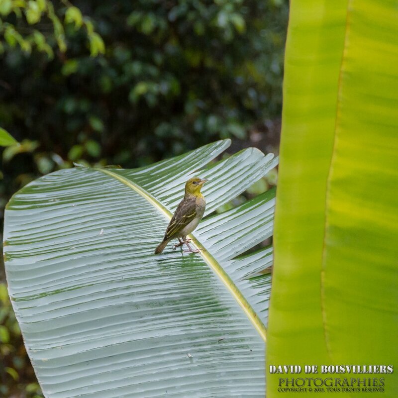 Tisserin gendarme (Ploceus cucullatus spinolotus) - Île Maurice