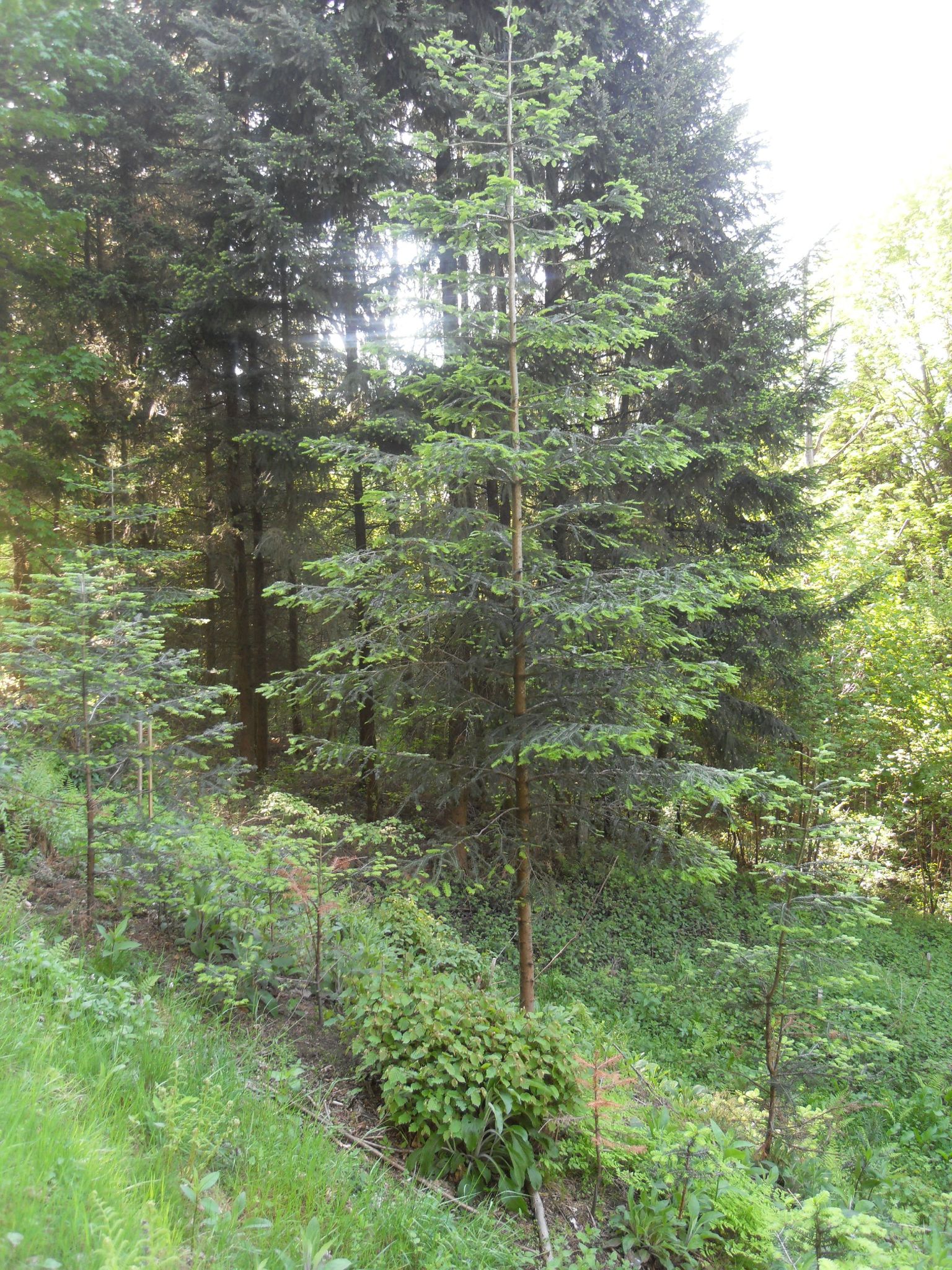 Anould - Les 3 sapins - 180