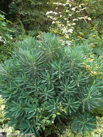  Euphorbe Characia 
