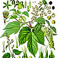 Herbier, les plantes qui soignent - Le <b>Houblon</b>