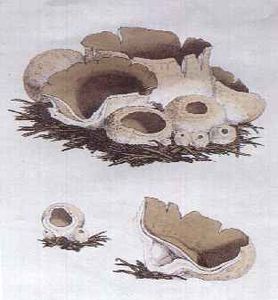 James_sowery_Peziza_vesiculosa