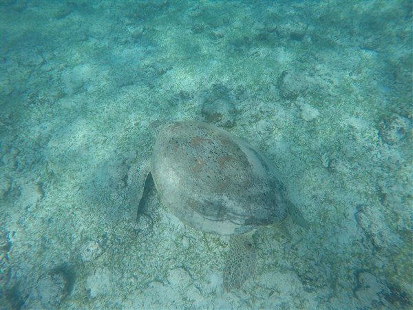 Madagascar Nosy Iranja Tortue Luth 2