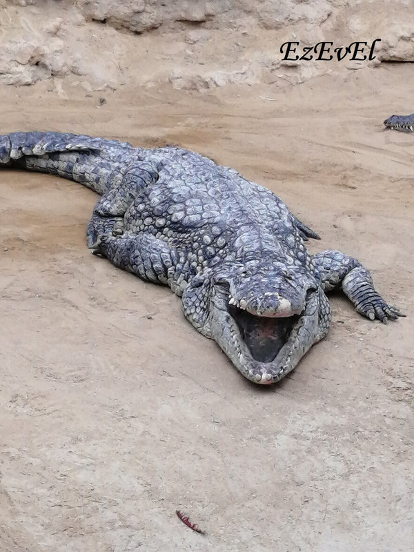 ezevel_crocodile