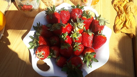 l'assiette de fraises