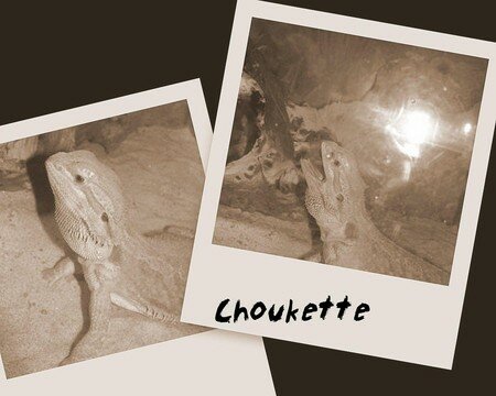 Choukette