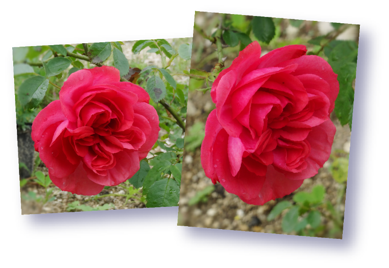 rose de willemse fuchsia
