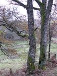 arbres_17