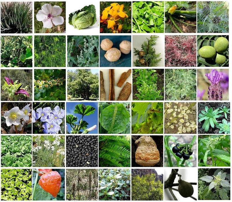 plantes-medicinales-2