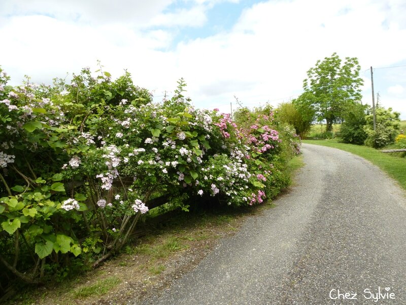 21-Haie fleurie chemin côté maison