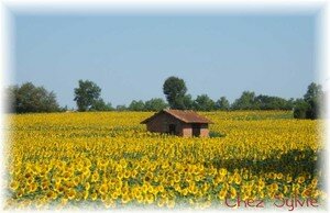 Cabane_tournesol