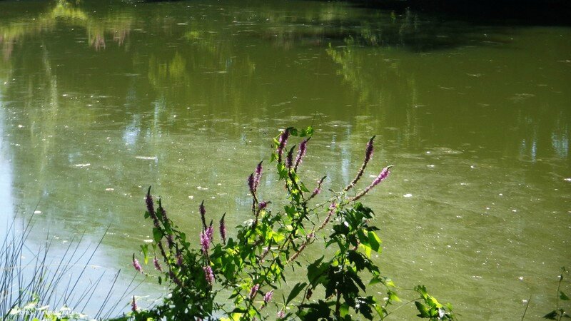 Etang de la Marnière 070816