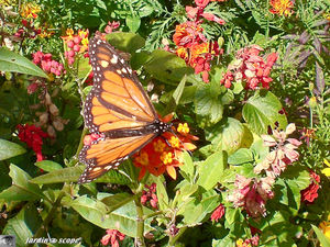 9132_Danaus_plexiplus