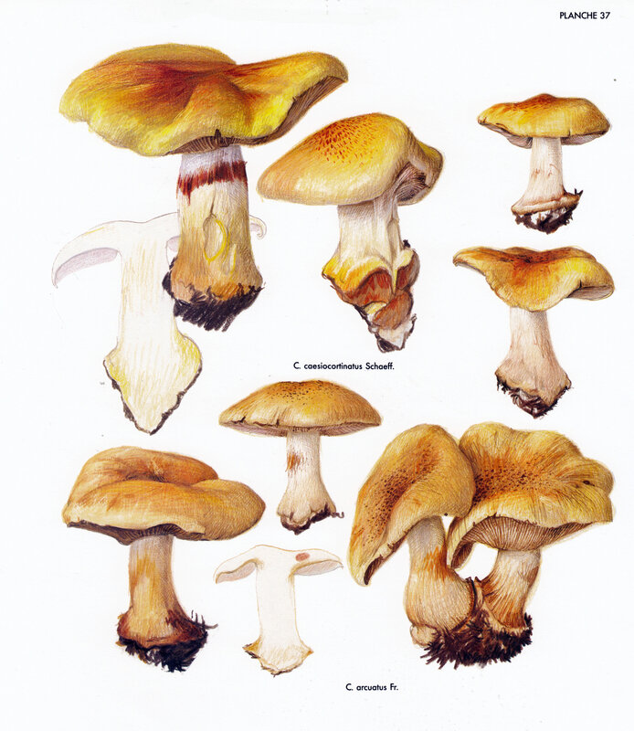 Cortinarius arcuatus_Bid_M L & Rem 37