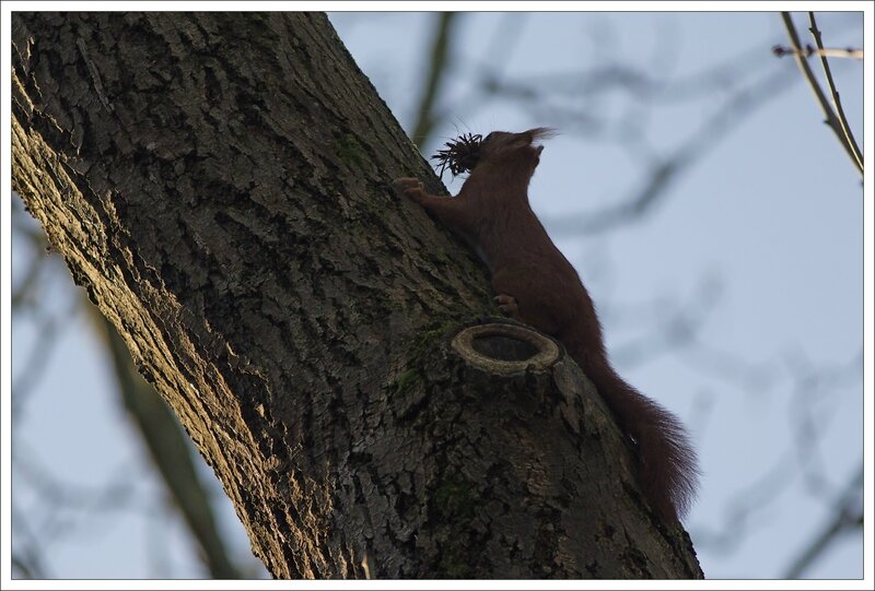 ville ecureuil mousse 2 120214