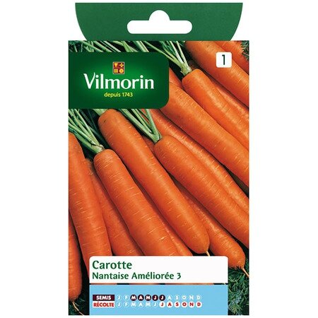graines carottes