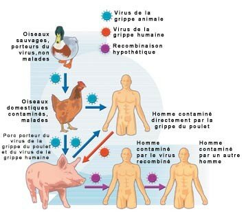 grippe_aviaire_1