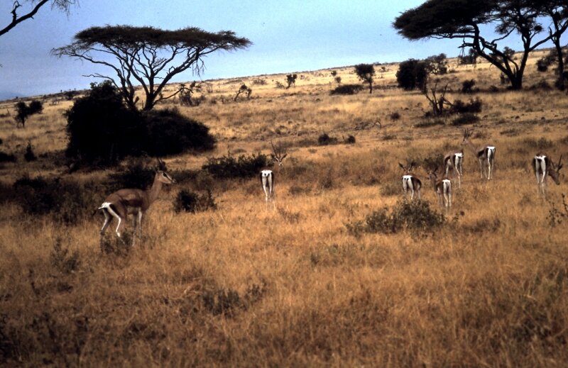 amboseli gazelle cc