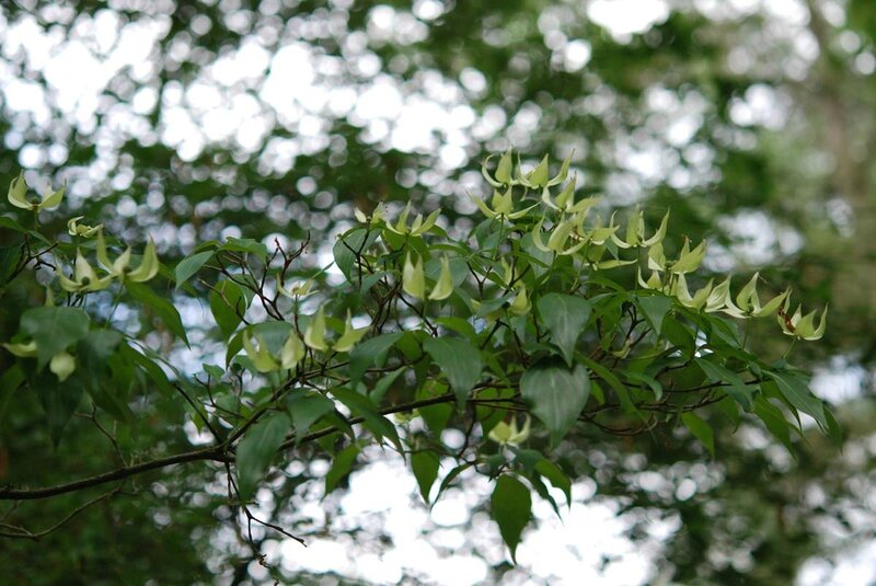 Cornus kousa 'Madame Butterfly'