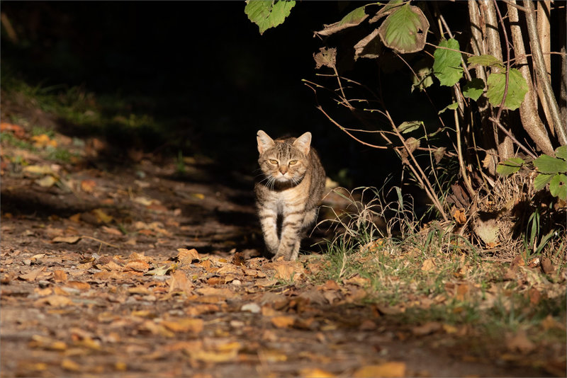 Chat arrive face 271021 1 ym